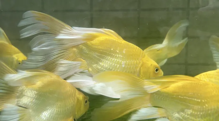 精品短球蝴蝶鲤（黄金）