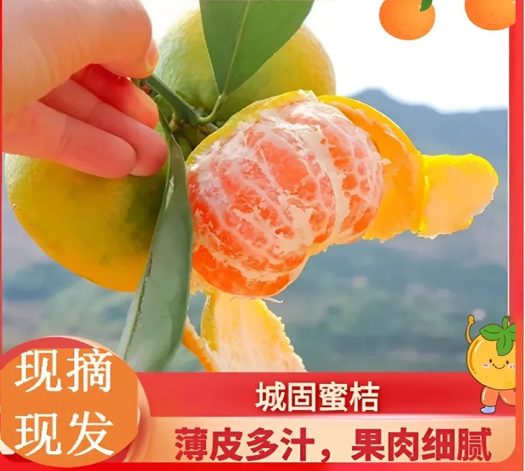 正宗陕西城固蜜桔新鲜橘子现摘城固桔子薄皮橘子无籽蜜桔城固蜜橘