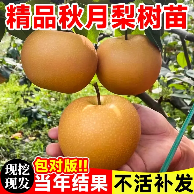 梨树果苗嫁接苗子秋月梨黄金梨南北方种植盆栽地栽果树苗当年结果