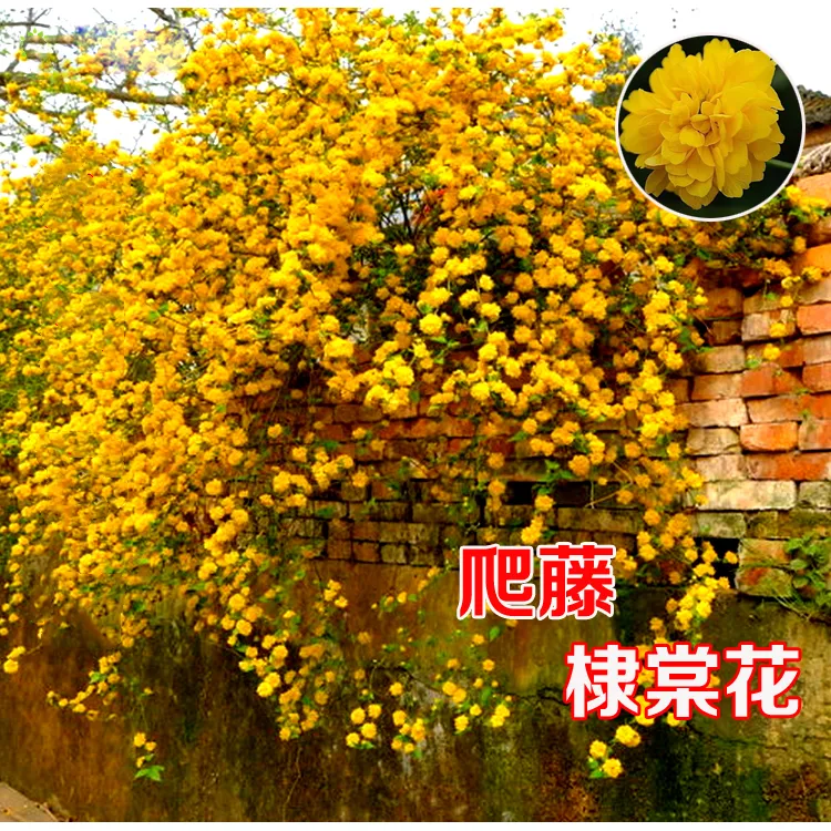 重瓣棣棠花苗盆栽耐荫攀缘绿植浓香多花耐寒四季金灿花卉