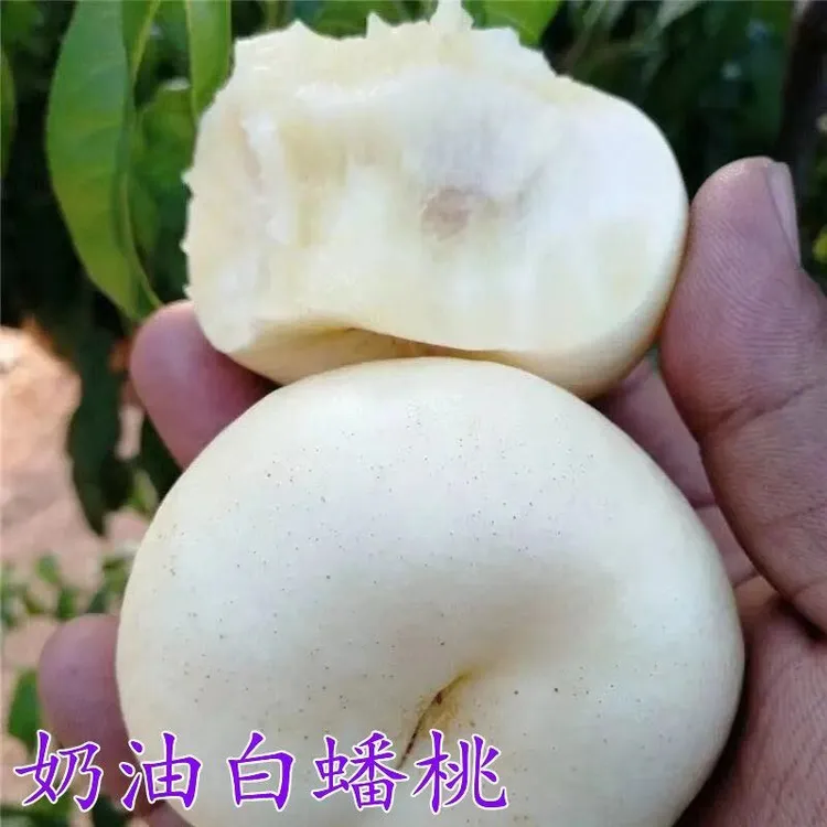 果树 奶油白蟠桃树苗 新品种嫁接桃树苗 奶油白蟠桃树苗 盆栽地栽