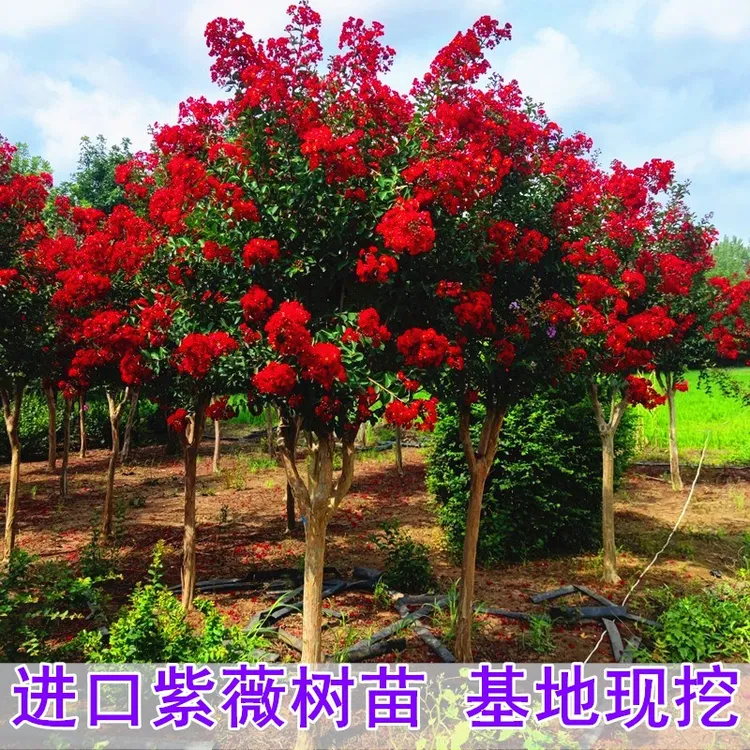 进口美国红火箭紫薇花树苗庭院别墅花卉植物绿化四季开花紫薇花苗