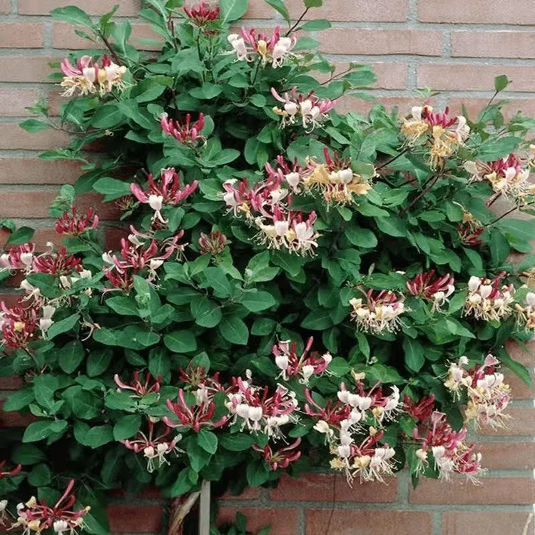 金银花苗爬藤攀援植物红色金银花树庭院室内阳台盆栽大小苗