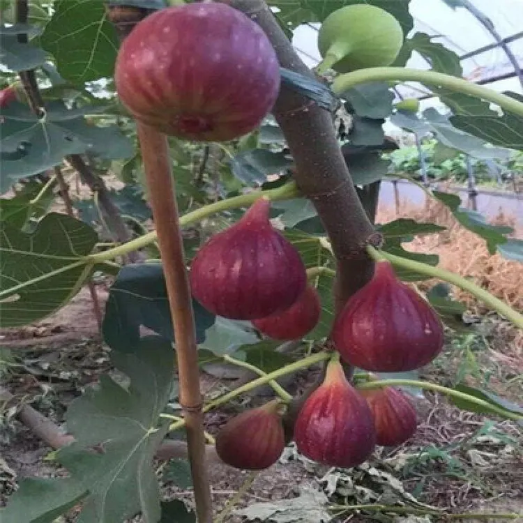 无花果树果苗波姬红特大带土盆栽地栽果树苗当年结果南方北方种植