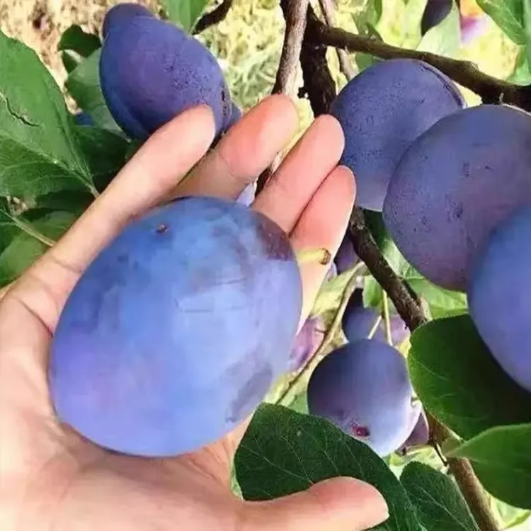 李子树苗大果超甜法兰蓝蜜西梅苗南北方种植盆栽地栽嫁接果树苗