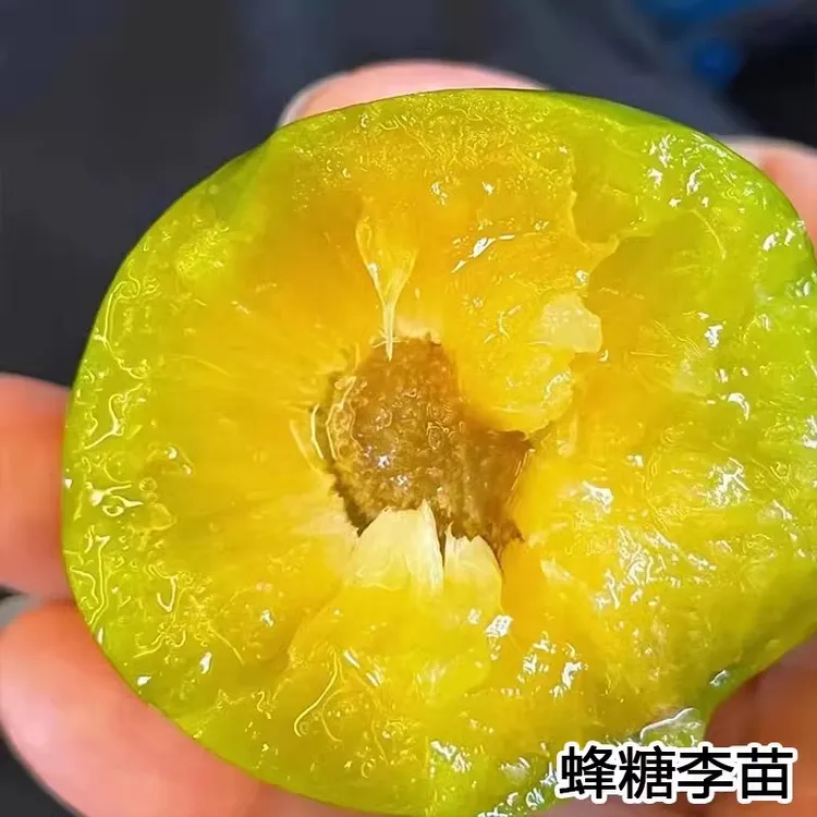 蜂糖李子树苗嫁接特大晚熟脱骨青脆李子果树苗南北方种三华李树苗