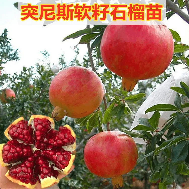 软籽石榴树树苗盆栽南北方种地栽耐寒果树庭院矮化石榴苗当年结果