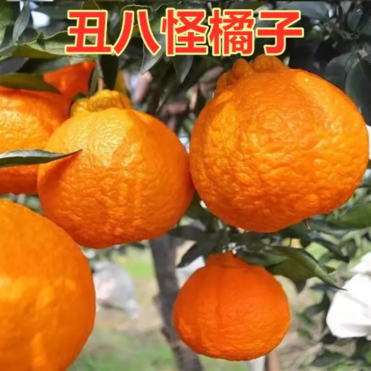 柑橘果树苗嫁接不知火苗柑橘苗丑橘苗丑桔苗丑橘树苗丑八怪桔子苗