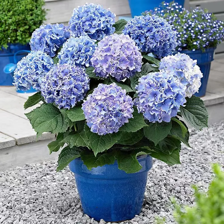 绣球花苗盆栽带花无尽夏八仙花绣球花大苗大花老桩花卉植物室内花