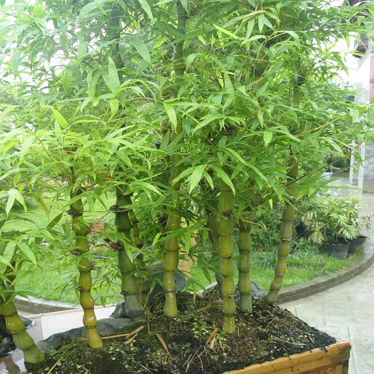 罗汉竹佛肚竹盆栽老桩四季常青植物办公室内客厅矮化盆景花卉绿植