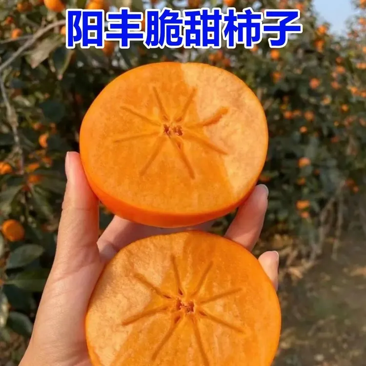 阳丰脆甜柿子树苗嫁接盆栽南北方种无核磨盘柿子苗树耐寒庭院果树