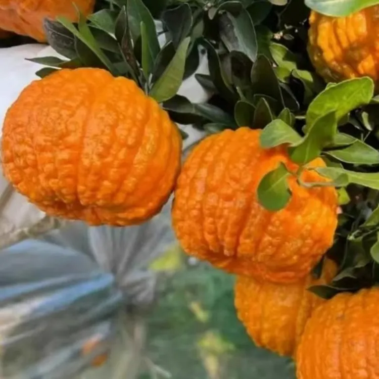 嫁接橘子树苗新品种南瓜砂糖橘树苗无籽沙糖桔苗贵妃柑南北方种植