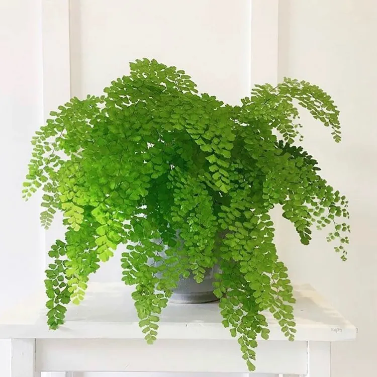 花与花器 铁线蕨飞雪柔情银币密叶铁线蕨类植物盆栽室内阳台绿植