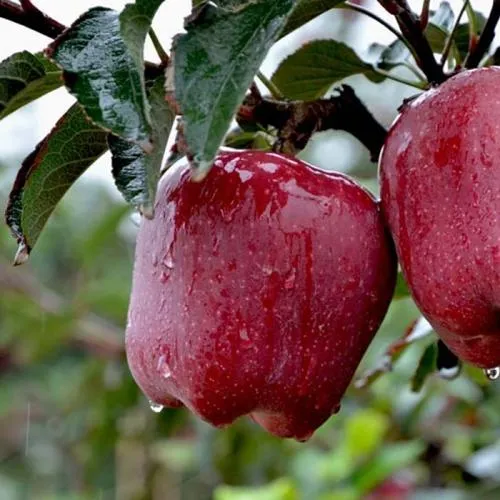 新品种果树苗蛇果苹果树苗嫁接红元帅盆栽地栽南北方种植当年结果