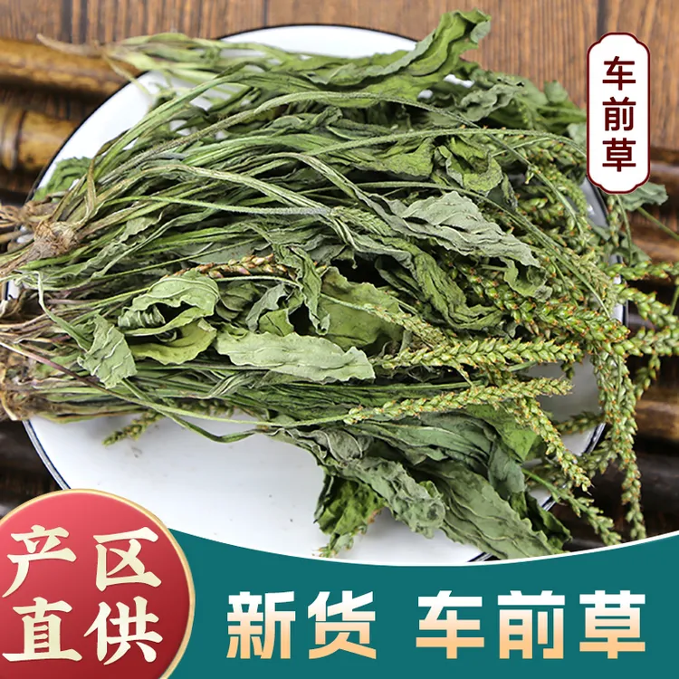 正品车前草全草带穗新货车前草新鲜干货泡茶泡水喝车前草茶鱼腥草