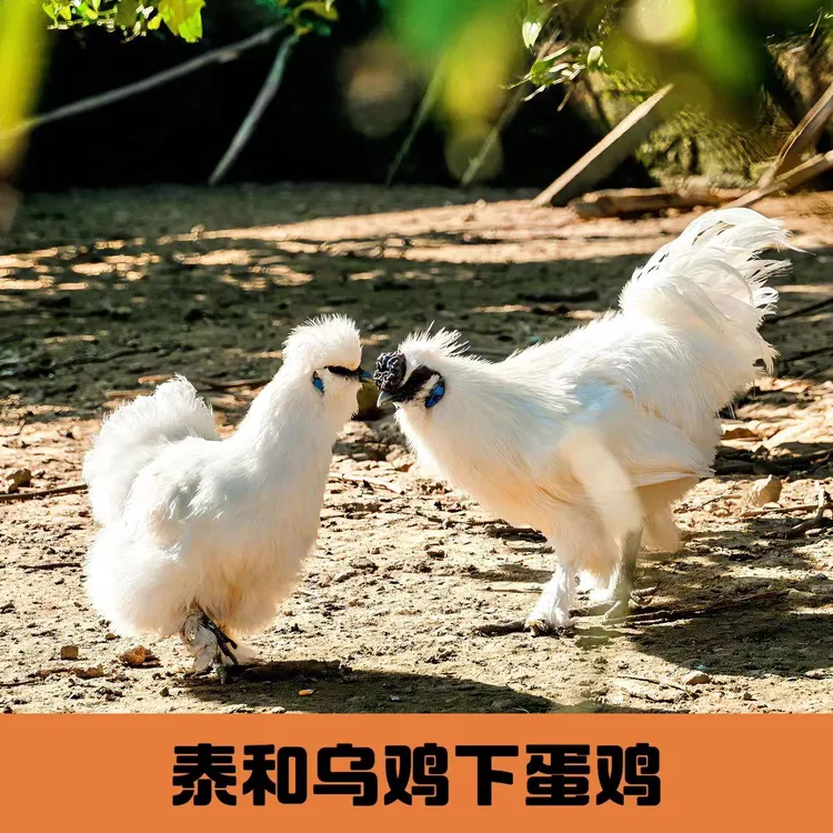 【3只装】整鸡 正宗原种泰和乌鸡 乌皮乌骨乌内脏 煲汤吃肉 顺丰快