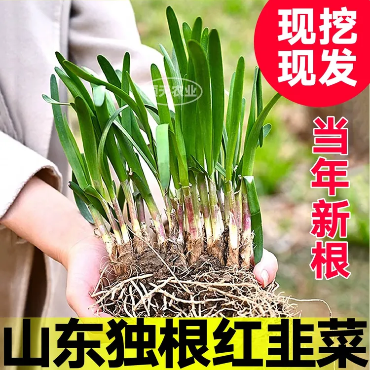 寿光现挖新根宽叶紫红根韭菜粗跟四季室内阳台盆栽室外易活蔬菜苗