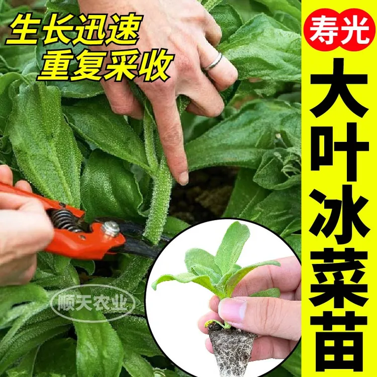寿光大叶水晶冰菜大苗秧苗四季春秋高产盆栽新鲜脆嫩冰菜种苗阳台商品图