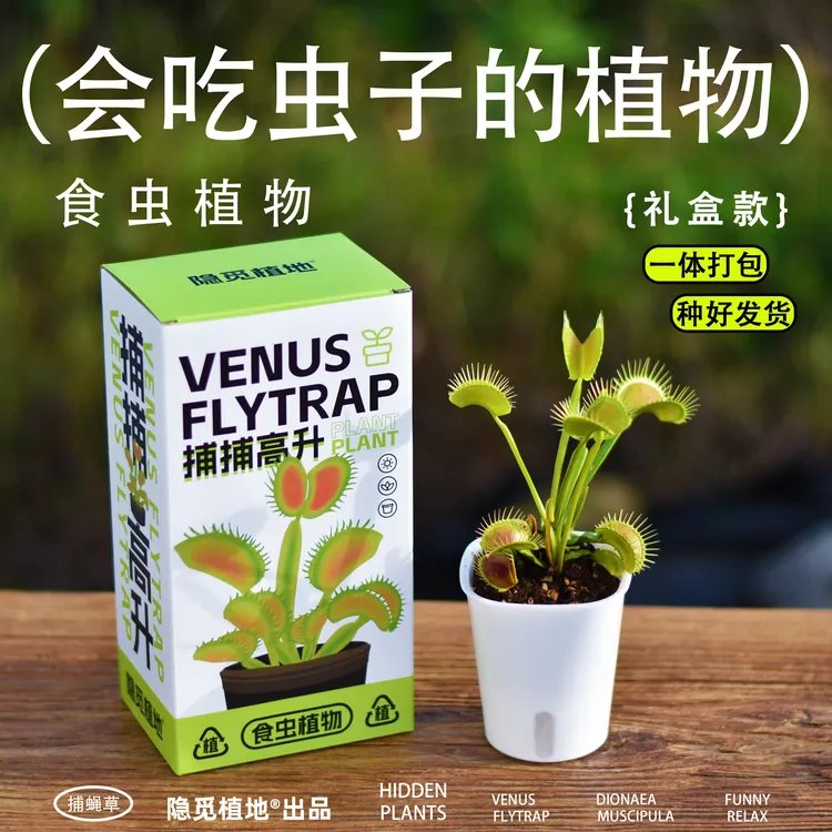 捕蝇草盆栽食虫植物猪笼草茅膏菜趣味绿植驱蚊人工种植懒人好养