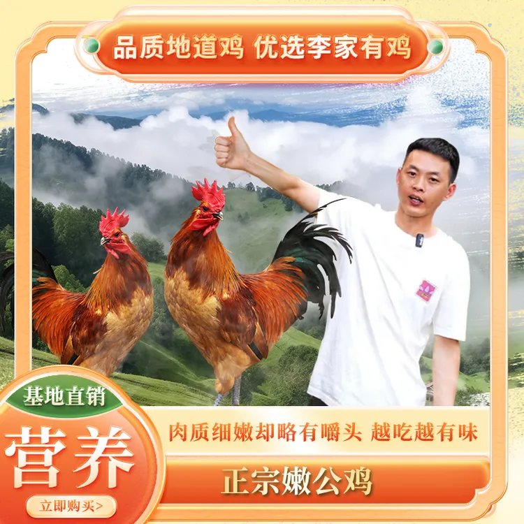 正宗散养土公鸡《生鲜产品售出不退换坏单包赔不土包赔》