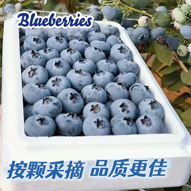 云南M6花青素龙珠蓝莓800g装云南澄江抚仙湖生态种植现摘发空运