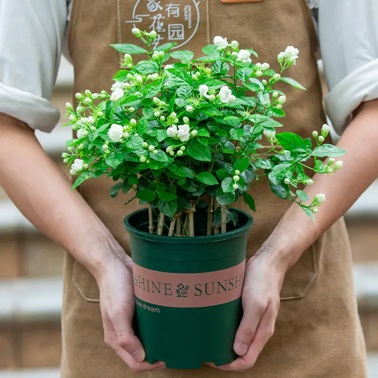 茉莉花盆栽室内阳台室外庭院四季开花好养植物花卉浓香型带花苞苗