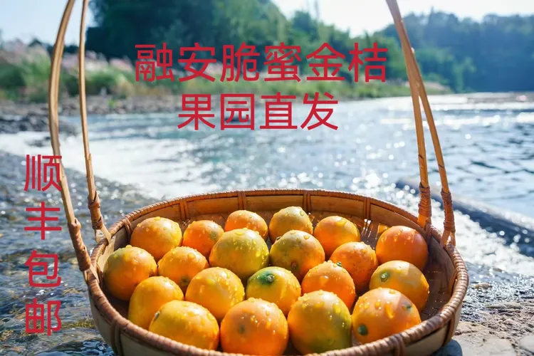 广西融安脆蜜金桔纯甜多汁新鲜水果顺丰