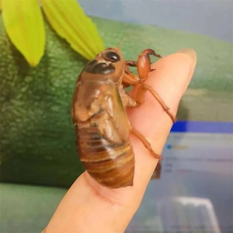 顺丰包邮 大个金蝉知了猴蝉蛹爬叉猴新鲜猴子爬蚱爬拉猴冷冻发货