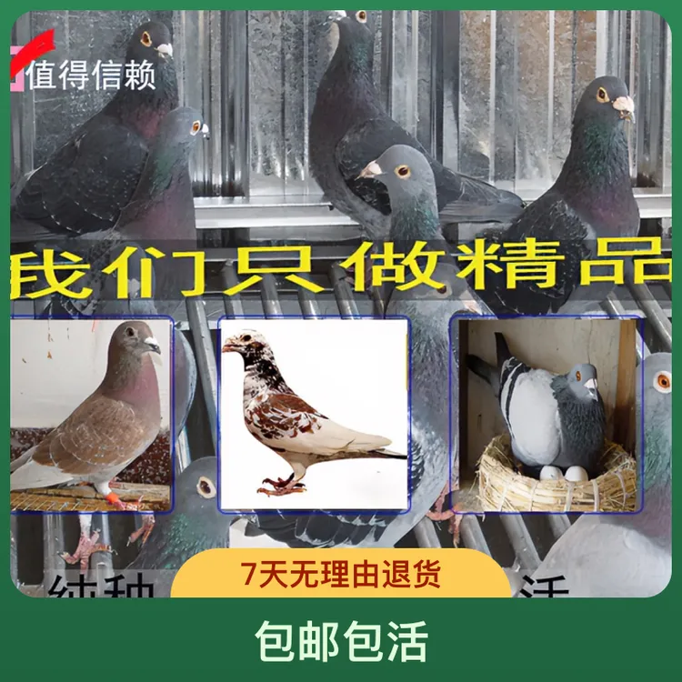 种鸽幼鸽青年鸽信鸽老鸽赛鸽活体公棚成绩鸽血统鸽大户名家鸽健康
