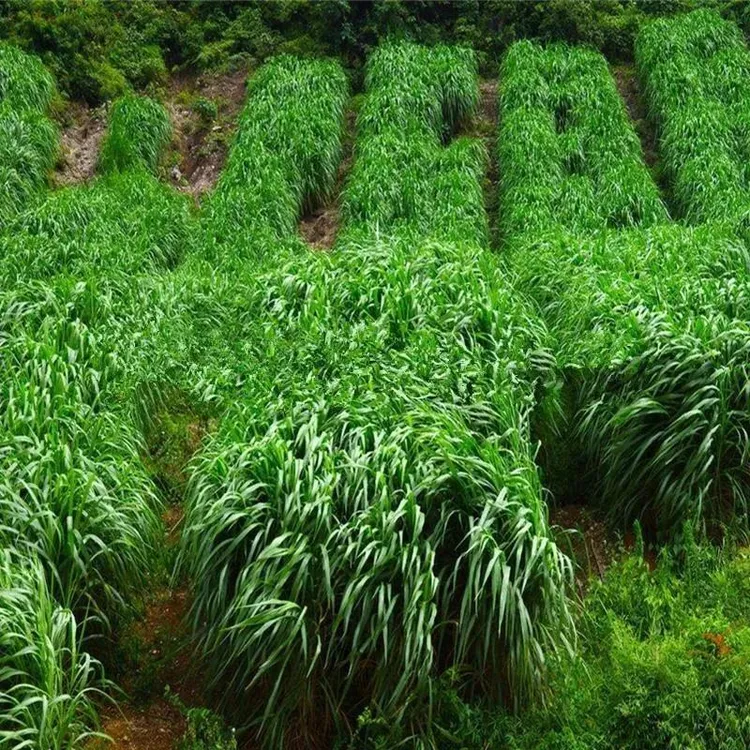 牧草种子黑麦草玉米草苏丹草菊苣种子四季养殖喂牛羊猪鹅鱼草种籽