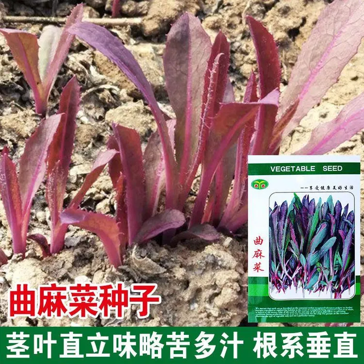 曲麻菜种子苦麻菜籽叶菜野菜苦菜种子春夏秋季盆栽大田蔬菜种孑籽