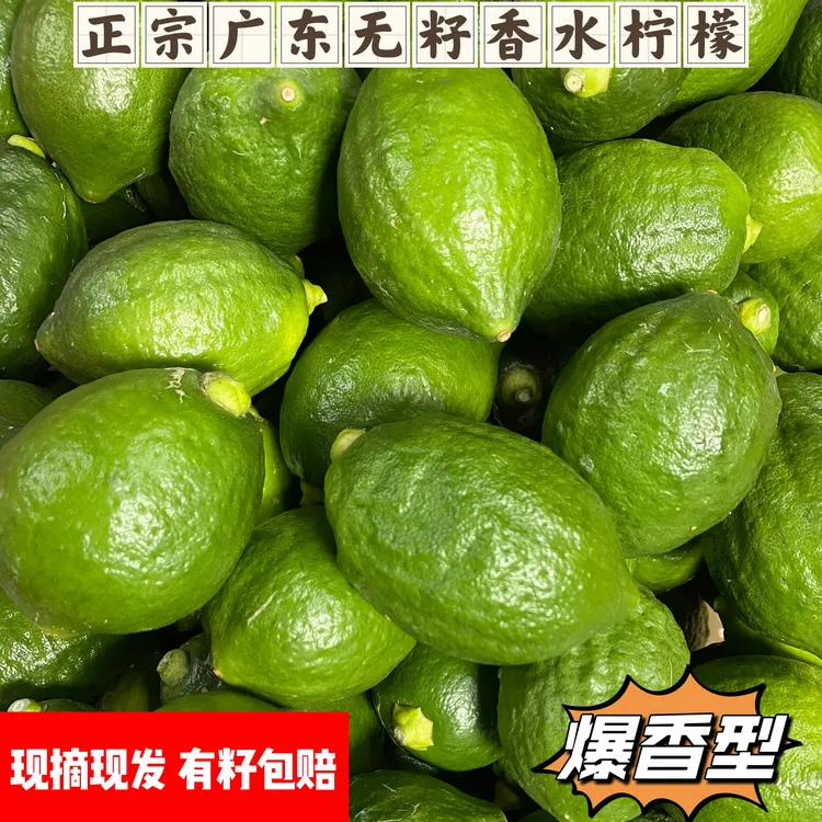 正宗广东香水柠檬无籽新鲜采摘奶茶店手打柠檬茶果园直发浓郁爆香