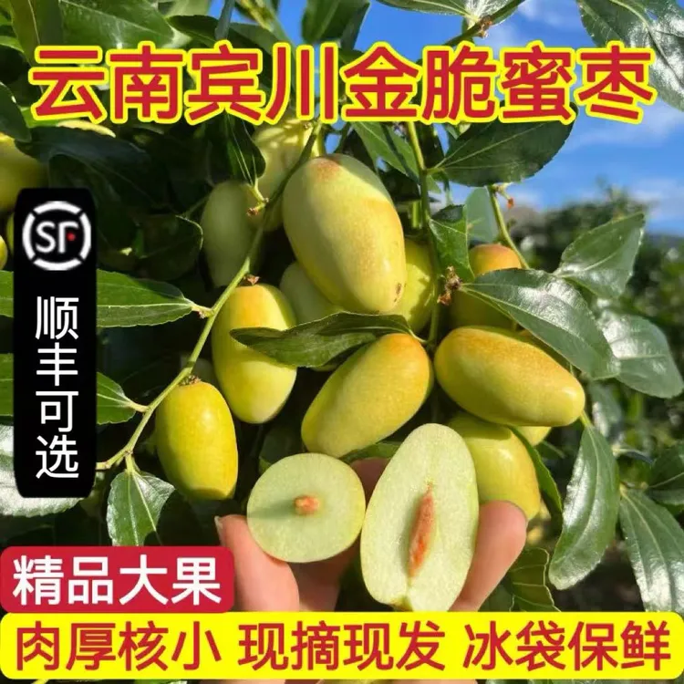 云南宾川金脆蜜枣新鲜枣子一枣现摘应季水果金丝蜜枣