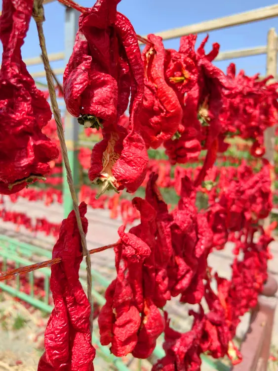 （2025新辣椒）新疆焉耆肉辣椒自然晾晒皮薄肉厚香而不辣调料