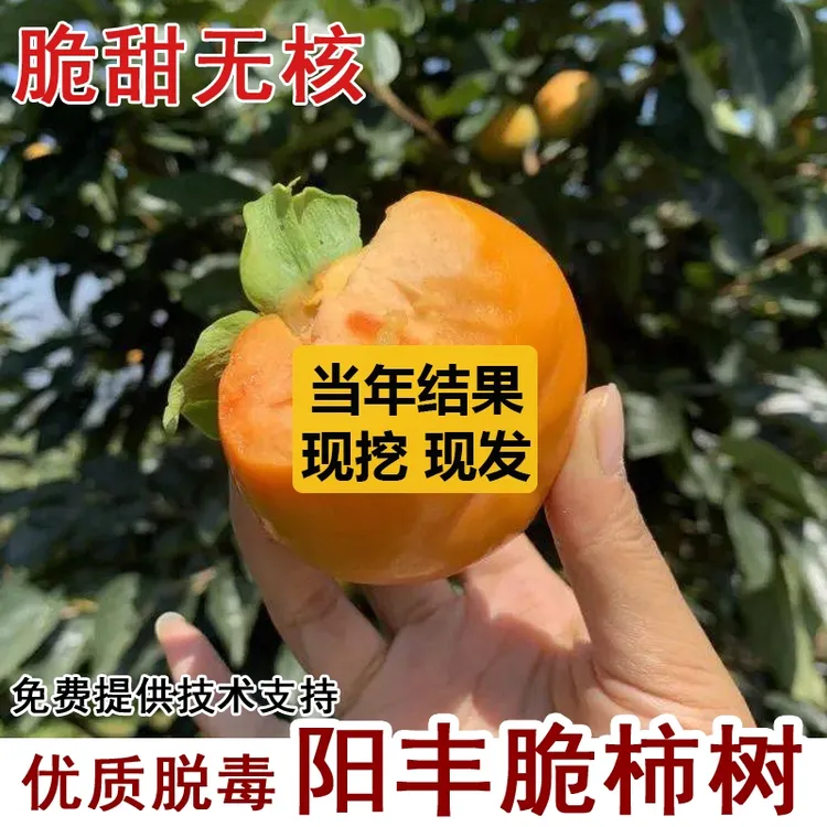 嫁接阳丰脆甜柿子树苗日本无核甜柿子苗南方北方庭院种植当年结果