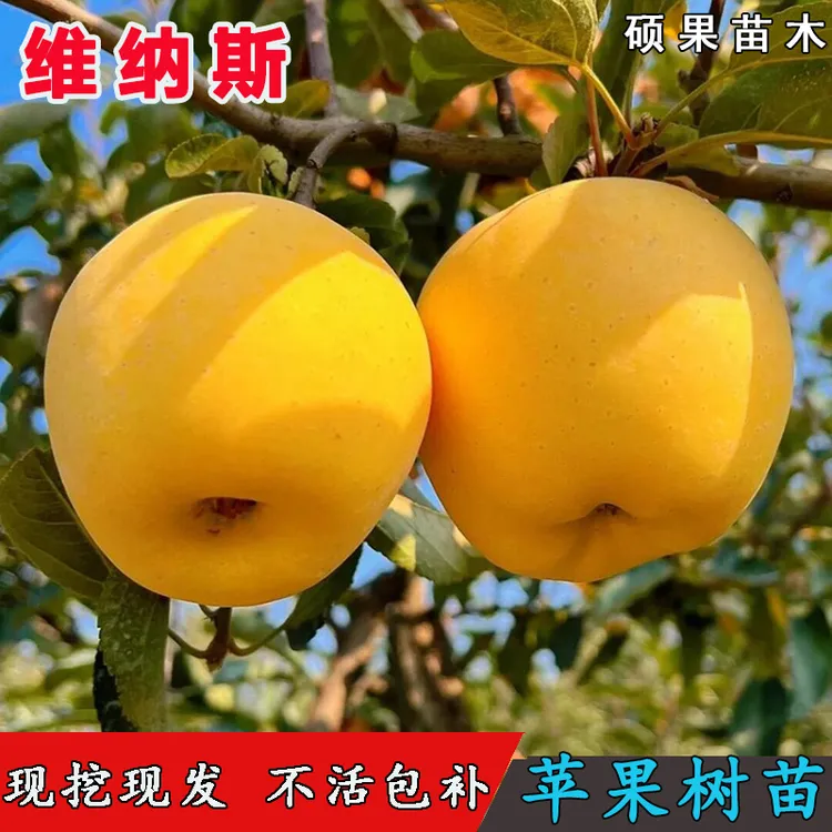 山东烟台维纳斯黄金苹果苗矮化盆栽庭院种植嫁接奶油富士苹果树苗