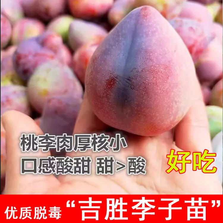 吉胜李子树苗耐寒东北桃形李鸡心李子苗盆栽地栽南北方种当年结果