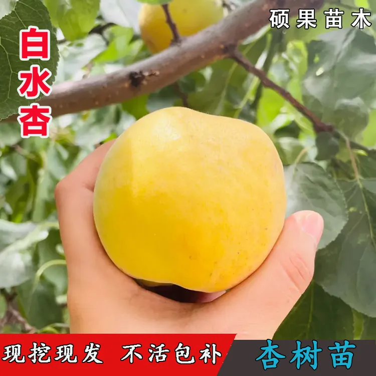 嫁接白水杏树苗甜杏活苗大白杏苗北南方种植当年结果果树果苗