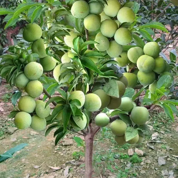 正宗蜂糖李子树苗果树苗盆栽蜂糖李南北方种植水果树苗蜂糖李子