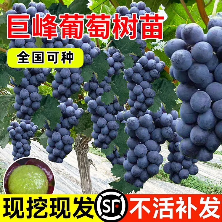 巨峰葡萄树苖果树苗水果树苗蓝宝石大苗特大爬藤葡萄树苗南方种植