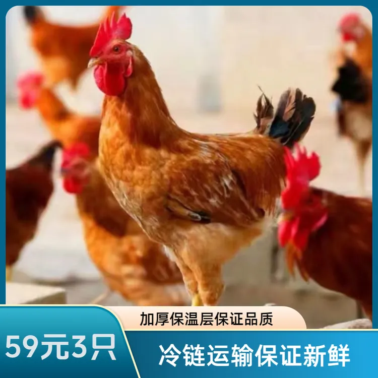 高山山间散养散放童子鸡现杀小公鸡土鸡溜达鸡冷链运输肉质新鲜