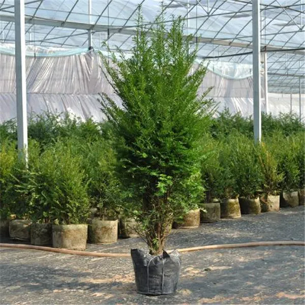 红豆杉树苗盆栽园林庭院种植四季常青绿植南方曼地亚红豆杉苗室内