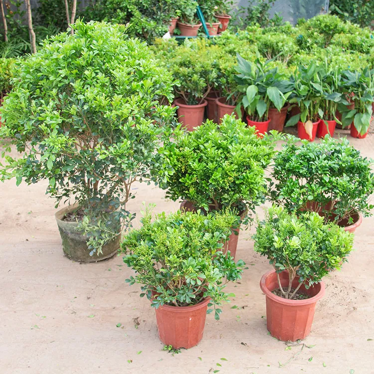 米兰花盆栽苗植物室内盆栽绿植香花盆景客厅卧室带花苞发货耐寒旱