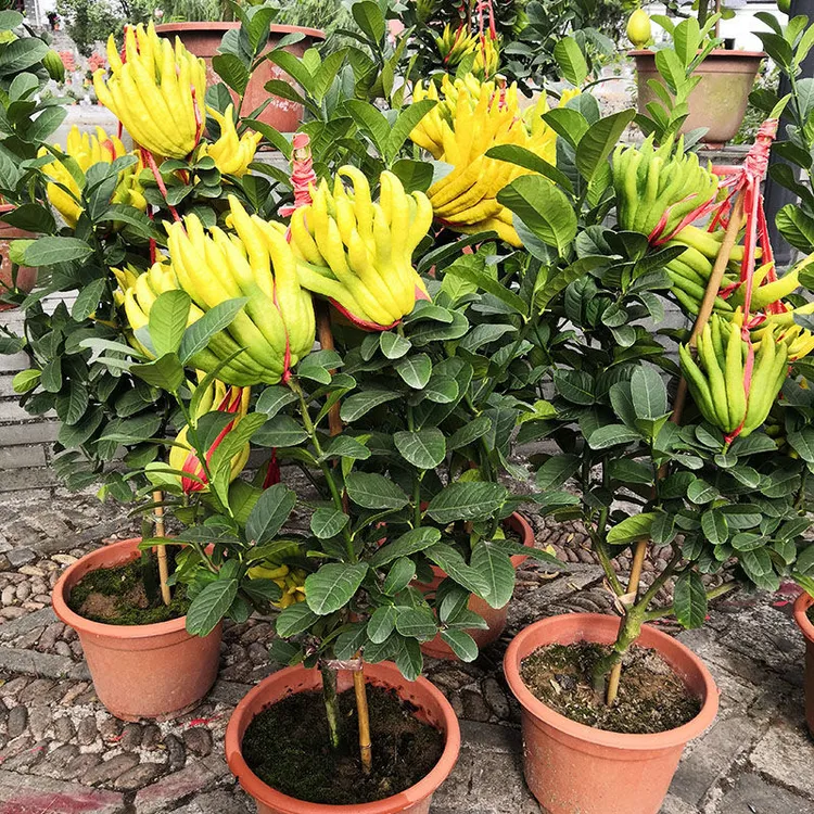 金华佛手花苗盆栽绿植花卉金佛手盆栽盆景室内阳台百搭绿植室外