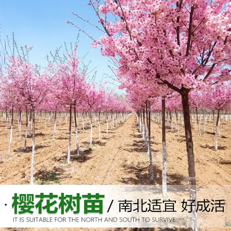 樱花树苗樱花小苗南北方庭院地栽盆栽花树园林植物风景树浪漫樱花