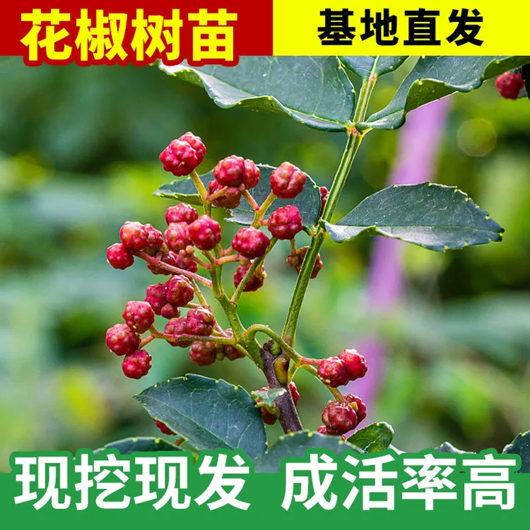 花椒苗大红袍花椒树苗基地直发成活率高花椒苗狮子头花椒耐寒