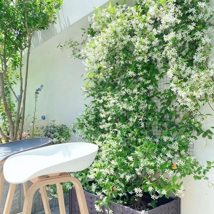 风车茉莉爬藤植物花卉花期庭院盆栽四季常青银丝茉莉藤蔓耐寒开花