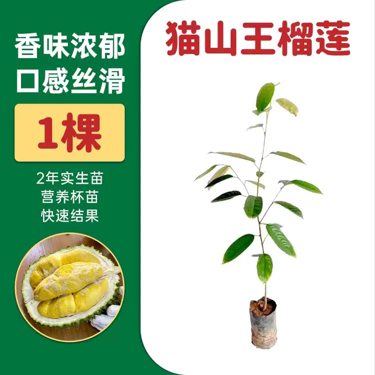 榴莲果树苗榴莲种植适合地区猫山王黑刺金枕头榴莲树苗带叶直生苗