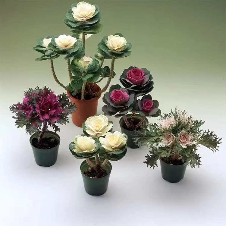 【9块9三颗】羽衣甘蓝  一物一拍 耐寒盆栽地栽庭院阳台南北方种植