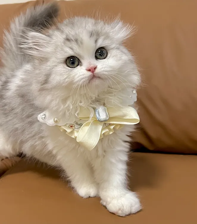 手工宠物围兜宠物口水巾彩色多巴胺猫狗通用重工手作原创围兜围脖